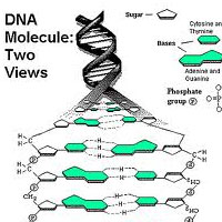 Genetics: Introduction to DNA - The Building Blocks of Life Certification Training