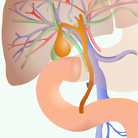 Anatomy of the Gastrointestinal System Certification Training