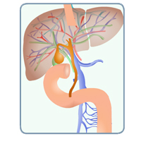 Gastrointestinal System Anatomy and Physiology: Three Course Suite Certification Training