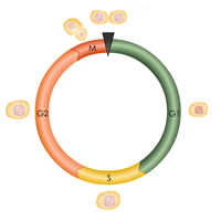 Introduction to Oncology: The Cell Cycle Certification Training