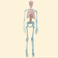 Anatomy and Physiology: Skeletal Structure and Function Certification Training