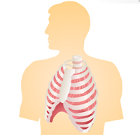 Respiratory System: Anatomy Certification Training