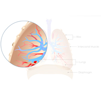 Respiratory System Anatomy and Physiology: Two Course Suite Certification Training