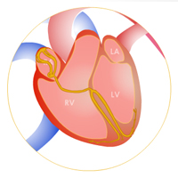 Anatomy of the Cardiovascular System Certification Training