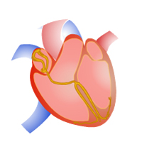 Physiology of the Cardiovascular System Certification Training