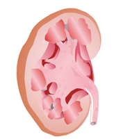 Renal System Certification Training